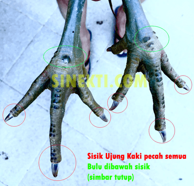 Satria Sinekti Logo